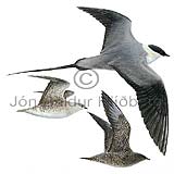 Long-tailed Skua Long-tailed Jaeger - Stercorarius longicaudus - Gulls - Stercorariidae