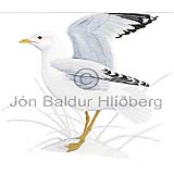 Common Gull  Mew Gull - Larus canus - Gulls - Laridae