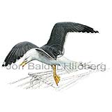 Lesser Black-backed Gull - Larus fuscus - Gulls - Laridae