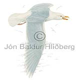 Glaucous Gull - Larus hyperboreus - Gulls - Laridae