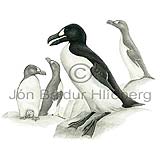 Great Auk - Pinguinus impennis - Alcids - Alcidae
