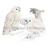 Snowy Owl - Nyctea scandiaca - birdsofprey - Strigidae
