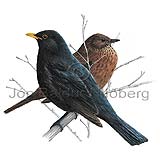  European Blackbird - Turdus merula - Passerines - Turdidae