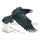 Raven - Corvus corax - Passerines - Corvidae