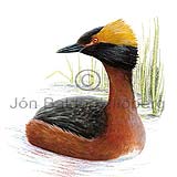 Slavonian Grebe Horned Grebe - Podiceps auritus - otherbirds - Podicipedidae
