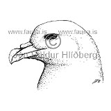 Fll -  Fulmarus glacialis - adrirfuglar - Flingjatt