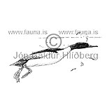 Goosander Common Merganser - Mergus merganser - ducksandallies - Anatidae