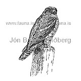 Merlin - Falco columbarius - birdsofprey - Falconidae