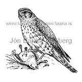 Smyrill - Falco columbarius - ranfuglar - Flkatt