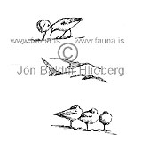 Sanderla - Calidris alba - vadfuglar - Snputt