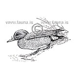 Teal Green-winged Teal - Anas creeca - ducksandallies - Anatidae