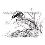  Slavonian Grebe Horned Grebe -  Podiceps auritus - otherbirds - Podicipedidae