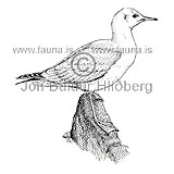 Black-headed Gull - Larus ridibundus - Gulls - Laridae