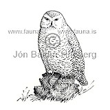 Snowy Owl - Nyctea scandiaca - birdsofprey - Strigidae