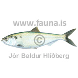 Maisld - Alosa alosa - adrirfiskar - Sldfiskar