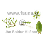 Arctic sandworth - Arenaria norvegica - otherplants - Caryophyllaceae