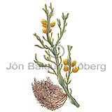 angskegg - Polysiphonia lanosa - thorungar - Brnrungar