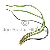 eel grass - Zostera maritima - Monocotyledones - Zosteraceae