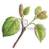 Birki - Betula pubescens - tvikimblodungar - Birkittin