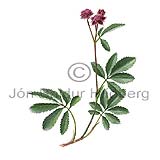 Engjars - Potentilla palustris - tvikimblodungar - Rsatt