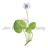 Bog Violet - Viola palustris - Dicotyledonous - Violaceae