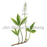 Bogbean - Menyanthes trifoliata - Dicotyledonous - Menyanthaceae