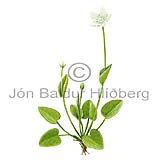 Mrasley - Parnassia palustris - tvikimblodungar - Mrasleyjartt