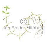 Vorbra - Callitriche palustris - tvikimblodungar - Vatnsbrutt