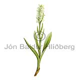 Friggjargras - platanthera hyperborea - tvikimblodungar - Brnugrasatt