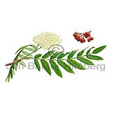 Ilmreynir - Sorbus acuparia - tvikimblodungar - Rsatt
