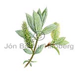 Wooly-leaved Mountain Willow - Salix lanata - Dicotyledonous - Salicaceae