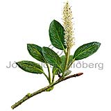 Fjallvir - Salix arctica - tvikimblodungar - Vistt