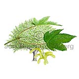 Gardahlynur - Acer pseudoplatanus - tvikimblodungar - Hlynstt