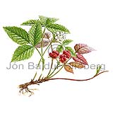 Hrtaber - Rubus saxatilis - tvikimblodungar - Rsatt