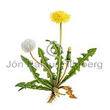 Dandelion - Taraxum spp - Dicotyledonous - Asteraceae