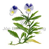 renningarfjla - Viola tricolor - tvikimblodungar - Fjlutt