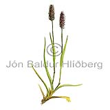 Alpine Cats tail - Phleum alpinum - Monocotyledones - Poaceae