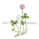 Rausmri - Trifolium pratense - tvikimblodungar - Ertublmatt