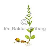 Lkjardepla - Veronica serpyllifolia - tvikimblodungar - Grmublmatt