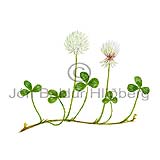 Hvtsmri - Trifolium repens - tvikimblodungar - Ertublmatt