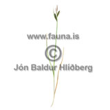 Common / Black Sedge - Carex nigra - Monocotyledones - Cyperaceae