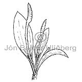 Naurtunga - Ophioglossum azoricum - byrkningar - Naurtungutt