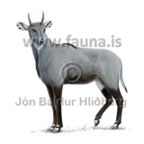 Nilgai antilopa - Boselaphus tragocamelus - grasbitar - Klaufdr