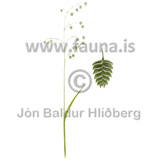Quaking-grass - Briza media - otherplants - Poaceae