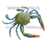 Blue crab  - Callinectes sapidus - Velji category - Crustacea