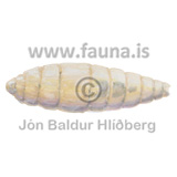 Calliphorid flie larvae - Calliphoridae - Velji category - Insecta
