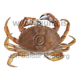 Atlantic rock crab - Cancer irroratus - otherinverebrates - Crustacea
