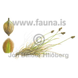 Rjpustr - Carex lachenalii - Velji yfirflokk - Starartt