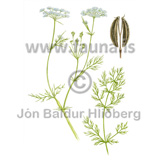 Caraway - Carum carvi - Velji category - Asteraceae