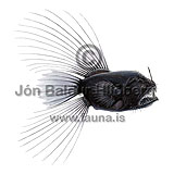 fanfin angler - Caulophryne jordani - anglerfishes - Lophiiformes